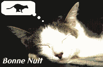 bonne nuit chat
